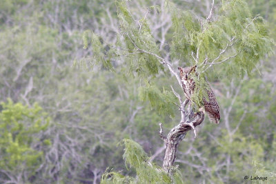 Grand-duc d'Amérique / Great Horned Owl