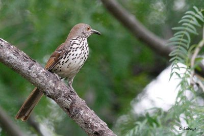 Moqueur à bec courbe / Curve-billed Thrasher