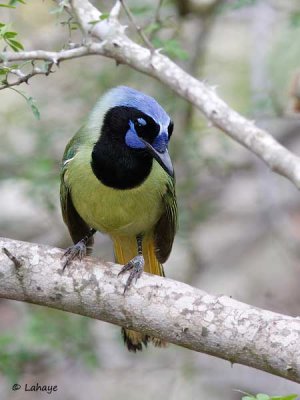 Geai vert / Green Jay