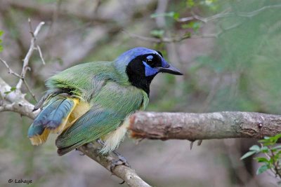 Geai vert / Green Jay