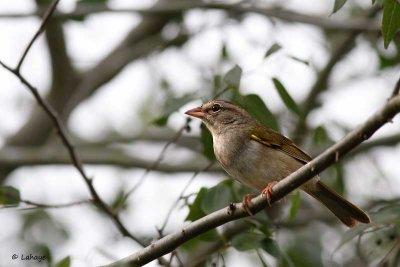 Tohi olive / Olive Sparrow