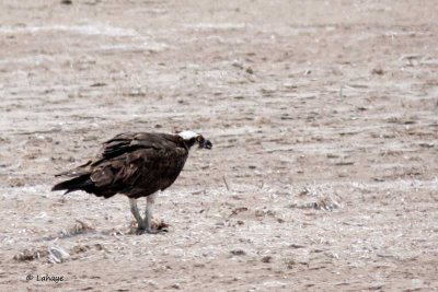 Caracara du Nord / Crested Caracara