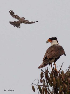Caracara du Nord / Crested Caracara