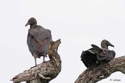 Urubu noir / Black Vulture