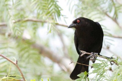 Vacher bronzé / Bronzec Cowbird