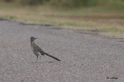 Grand Géocoucou / Greater Roadrunner