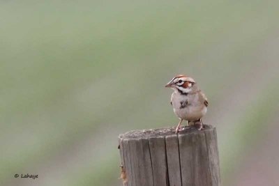 Bruant à joues marron / Lark Sparrow