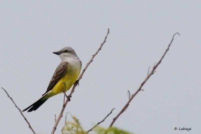 Tyran de Couch / Couch's Kingbird