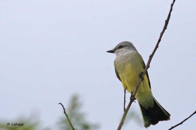 Tyran de Couch / Couch's Kingbird