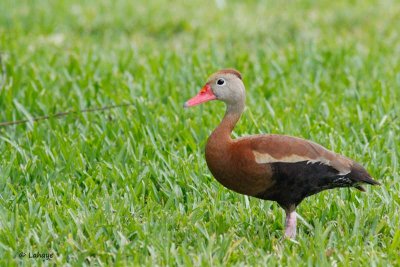 Dendrocygne à ventre noir / Black-bellied Whistling Duck