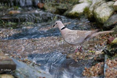 Tourterelle turque / Eurasian Collared-Dove