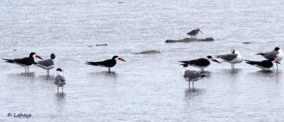 Bec en ciseaux noir / Black-Skimmer