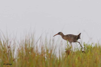 Râle gris / Clapper Rail