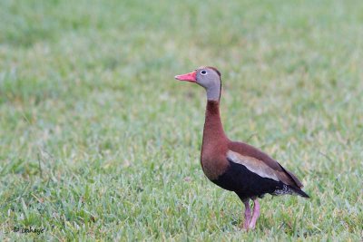 Dendrocygne à ventre noir / Black-bellied Whistling Duck