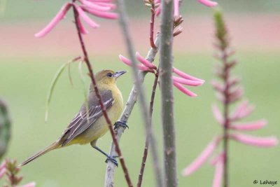 Oriole de Baltimore / Fem / Baltimore Oriole