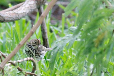 Paruline couronnée / Ovenbird