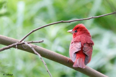 Tangara vermillon / Male / Summer Tanager