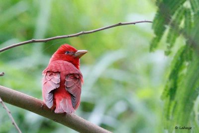 Tangara vermillon / Male / Summer Tanager