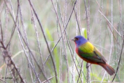 Passerin nonpareil / Painted Bunting