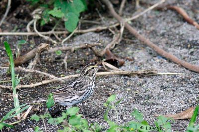 Bruant des prés / Savannah Sparrow