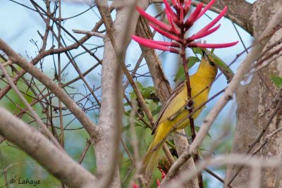 Oriole de Baltimore / Fem / Baltimore Oriole