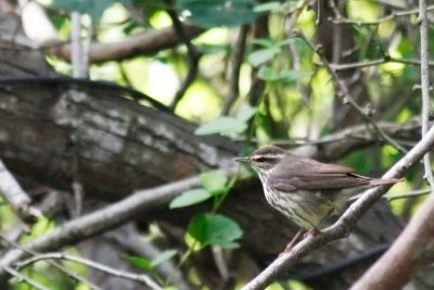 Paruline hochequeue / Louisiana Waterthruch
