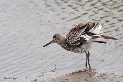 Chevalier semipalmé / Willet