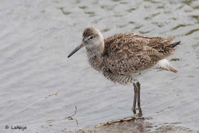 Chevalier semipalmé / Willet