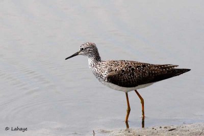 Grand chevalier / Greater Yellowlegs