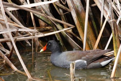 Gallinule poule -d'eau / Common Moorhen