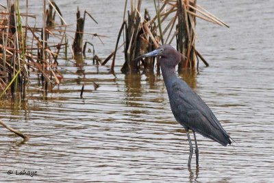 Aigrette bleue / Little Blue Heron
