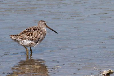 Becassin à long bec / Long-billedDowitcher