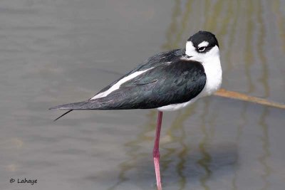 Échasse d'Amérique / Black-necked Stilt