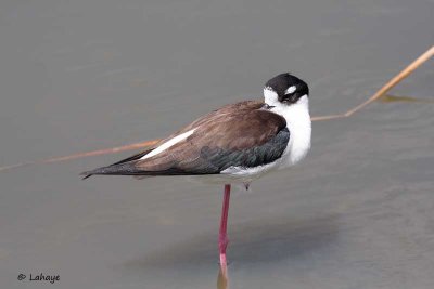 Échasse d'Amérique / Black-necked Stilt