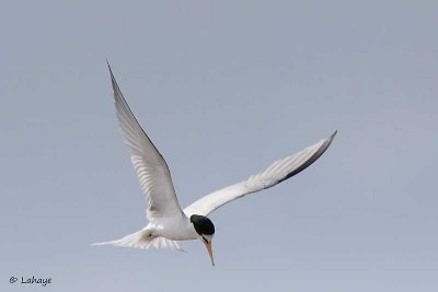 Petite sterne / Least Tern