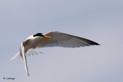 Petite sterne / Least Tern
