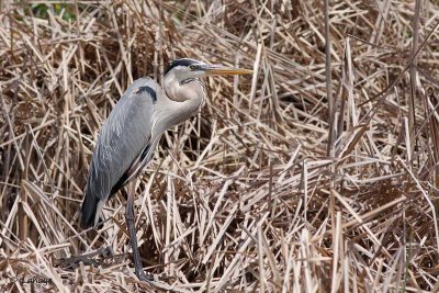 Grand héron / Great Blue Heron