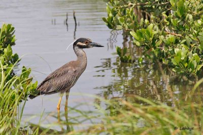 Bihoreau violacé / Yellow-crowned Night-Heron