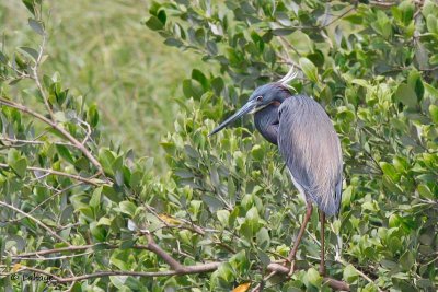 Aigrette tricolore / Tricolored Heron