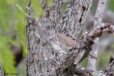 Bruant de Cassin / Cassin's Sparrow