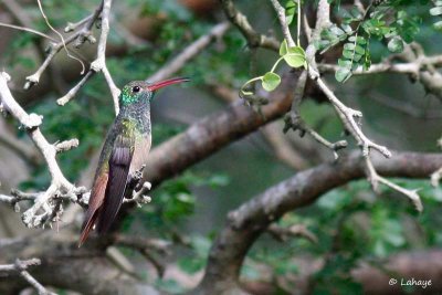 Ariane du Yucatan / Buff-bellied Hummingbird