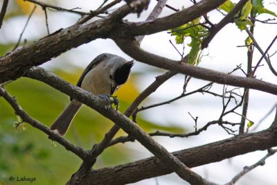 Mésange à plumet noir / Black-crested Tit mouse