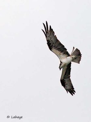 Balbuzard pêcheur / Osprey