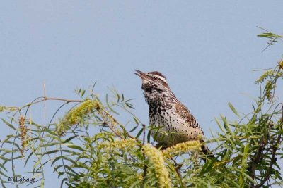 Troglodyte des cactus / Cactus Wren