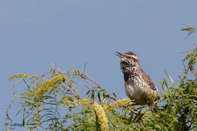 Troglodyte des cactus / Cactus Wren