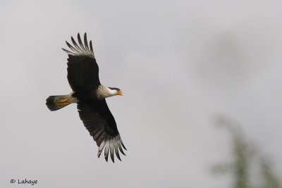 Caracara du Nord / Crested Caracara