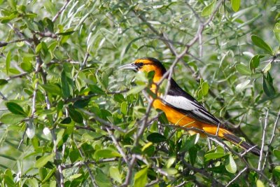 Oriole de Bullock / Bullock's Oriole