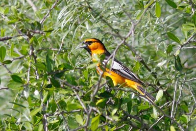 Oriole de Bullock / Bullock's Oriole