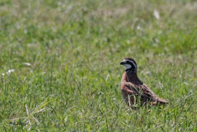 Colin de Virginie / Northern Bobwhite