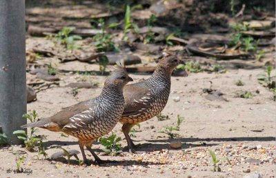 Colin écaillé / Scaled Quail